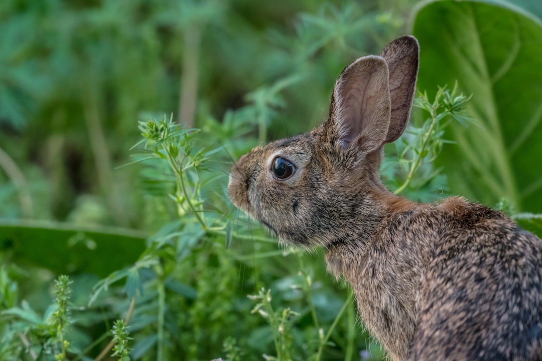 Photo Rabbit hutch