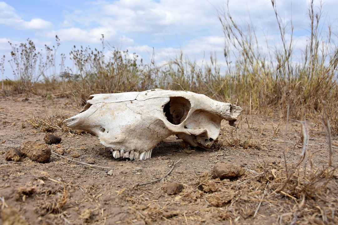 The Mysterious Beauty of the Coyote Skull